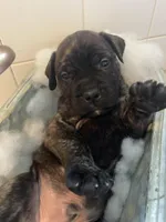 Brindle male , a male Bullmastiff for sale in Ortonville, MI – Photo 4 of 6