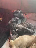 Brindle male , a male Bullmastiff for sale in Ortonville, MI – Photo 5 of 6