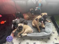 Brindle male , a male Bullmastiff for sale in Ortonville, MI – Photo 6 of 6