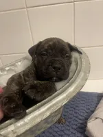 Brindle male , a male Bullmastiff for sale in Ortonville, MI – Photo 3 of 6