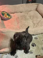 Brindle male , a male Bullmastiff for sale in Ortonville, MI – Photo 2 of 6