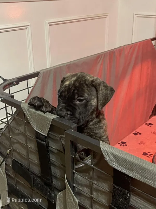 Brindle male  – Bullmastiff puppy for sale in Ortonville, MI