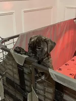 Brindle male , a male Bullmastiff for sale in Ortonville, MI – Photo 1 of 6