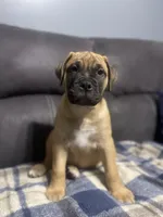 Tan collar, a female Bullmastiff for sale in Ortonville, MI – Photo 4 of 8