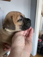 Tan collar, a female Bullmastiff for sale in Ortonville, MI – Photo 6 of 8