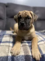 Tan collar, a female Bullmastiff for sale in Ortonville, MI – Photo 1 of 8