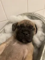 Red fawn female , a female Bullmastiff for sale in Ortonville, MI – Photo 3 of 5