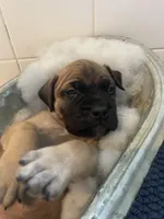 Red fawn female , a female Bullmastiff for sale in Ortonville, MI – Photo 4 of 5