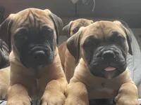 Red fawn female , a female Bullmastiff for sale in Ortonville, MI – Photo 2 of 5