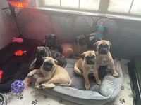 Fawn , a female Bullmastiff for sale in Ortonville, MI – Photo 3 of 3