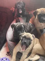 Fawn , a female Bullmastiff for sale in Ortonville, MI – Photo 2 of 3