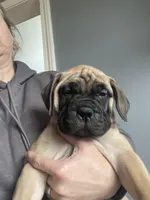 Fawn , a female Bullmastiff for sale in Ortonville, MI – Photo 1 of 3