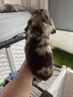 Big Merle, a male Cocker Spaniel for sale in Ortonville, MI – Photo 2 of 5