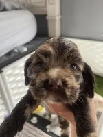 Big Merle, a male Cocker Spaniel for sale in Ortonville, MI – Photo 4 of 5