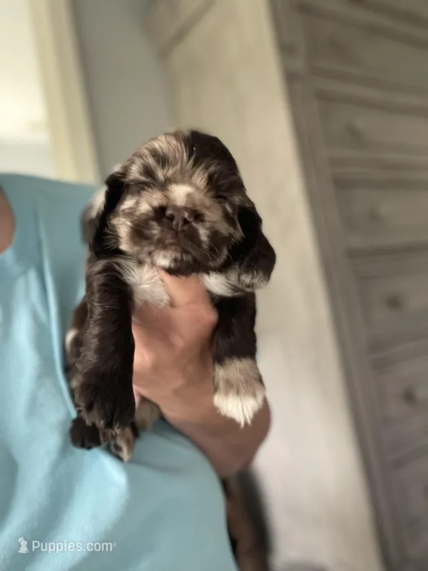 Big Merle, a male Cocker Spaniel for sale in Ortonville, MI – Photo 1 of 5