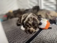 Big Merle, a male Cocker Spaniel for sale in Ortonville, MI – Photo 3 of 5