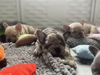 Light merle, a male French Bulldog for sale in Ortonville, MI – Photo 3 of 3