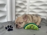 Light merle, a male French Bulldog for sale in Ortonville, MI – Photo 2 of 3