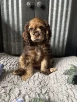Next litter, a female Cocker Spaniel for sale in Ortonville, MI – Photo 2 of 3