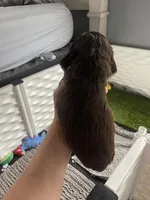 Chocolate and tan, a male Cocker Spaniel for sale in Ortonville, MI – Photo 1 of 4