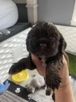 Chocolate and tan, a male Cocker Spaniel for sale in Ortonville, MI – Photo 3 of 4