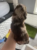 Smaller merle, a male Cocker Spaniel for sale in Ortonville, MI – Photo 4 of 8