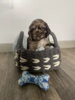 Smaller merle, a male Cocker Spaniel for sale in Ortonville, MI – Photo 7 of 8