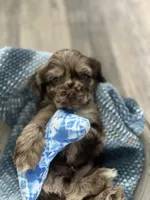 Smaller merle, a male Cocker Spaniel for sale in Ortonville, MI – Photo 8 of 8