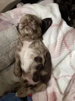 Smaller merle, a male Cocker Spaniel for sale in Ortonville, MI – Photo 2 of 8