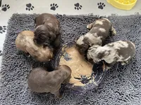 Smaller merle, a male Cocker Spaniel for sale in Ortonville, MI – Photo 6 of 8