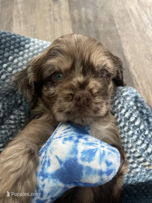 Smaller merle, a male Cocker Spaniel for sale in Ortonville, MI – Photo 1 of 8