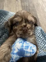 Smaller merle, a male Cocker Spaniel for sale in Ortonville, MI – Photo 1 of 8