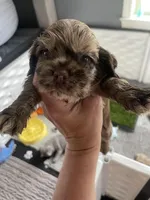 Smaller merle, a male Cocker Spaniel for sale in Ortonville, MI – Photo 3 of 8