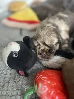 Smaller merle, a male Cocker Spaniel for sale in Ortonville, MI – Photo 5 of 8