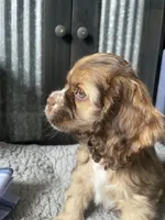 Next litter, a female Cocker Spaniel for sale in Ortonville, MI – Photo 2 of 3