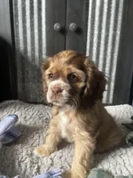 Next litter, a female Cocker Spaniel for sale in Ortonville, MI – Photo 3 of 3