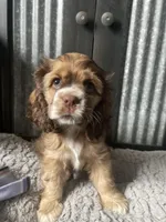 Next litter, a female Cocker Spaniel for sale in Ortonville, MI – Photo 1 of 3