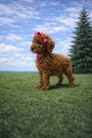 Brandy, a female Poodle - Miniature  for sale in Millersburg, IN – Photo 1 of 4