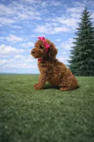 Brandy, a female Poodle - Miniature  for sale in Millersburg, IN – Photo 2 of 4