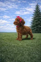 Brandy, a female Poodle - Miniature  for sale in Millersburg, IN – Photo 4 of 4