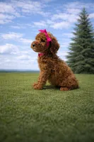 Brandy, a female Poodle - Miniature  for sale in Millersburg, IN – Photo 3 of 4