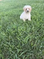 Zeke , a male Poodle - Miniature  for sale in Millersburg, IN – 4 of 5