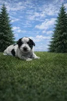 Bella, a female Poodle - Miniature  for sale in Millersburg, IN – Photo 2 of 3