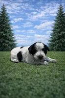 Bella, a female Poodle - Miniature  for sale in Millersburg, IN – Photo 1 of 3