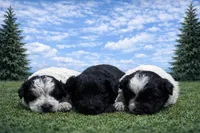 Bella, a female Poodle - Miniature  for sale in Millersburg, IN – Photo 3 of 3