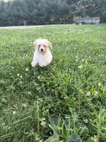Zeke , a male Poodle - Miniature  for sale in Millersburg, IN – 2 of 5