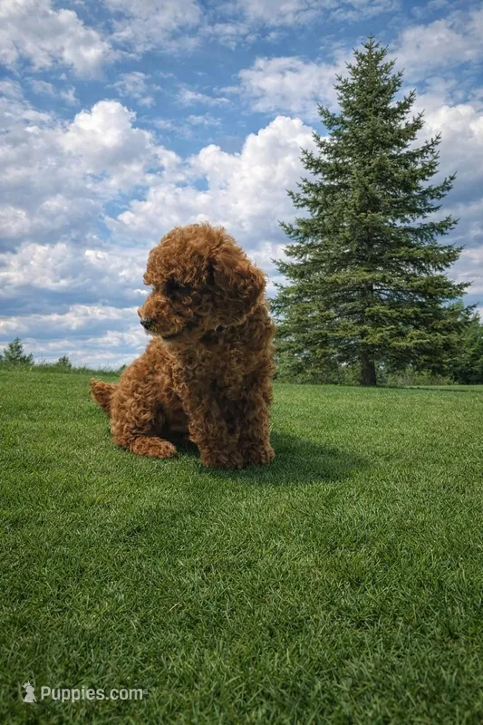 Buddy, a male Poodle - Miniature  for sale in Millersburg, IN – Photo 1 of 5