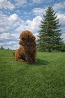 Buddy, a male Poodle - Miniature  for sale in Millersburg, IN – Photo 1 of 5