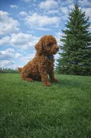 Buddy, a male Poodle - Miniature  for sale in Millersburg, IN – Photo 3 of 5