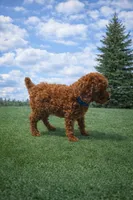 Buddy, a male Poodle - Miniature  for sale in Millersburg, IN – Photo 2 of 5